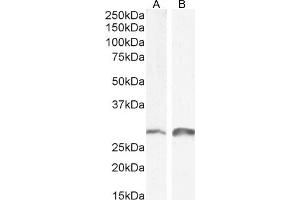 (ABIN185704) (0. (SNAIL antibody  (N-Term))