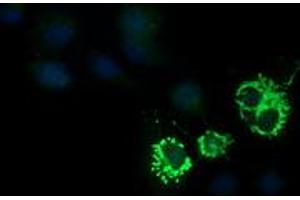 Image no. 2 for anti-Cytidine Monophosphate (UMP-CMP) Kinase 1, Cytosolic (CMPK1) antibody (ABIN1497541) (Cytidine Monophosphate (UMP-CMP) Kinase 1, Cytosolic (CMPK1) antibody)