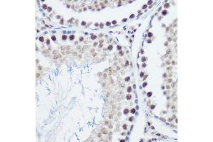 Immunohistochemistry of paraffin-embedded mouse testis using GA Rabbit pAb (ABIN3022563, ABIN3022564, ABIN3022565, ABIN1679943 and ABIN6218905) at dilution of 1:200 (40x lens). (GADD45A antibody  (AA 1-165))
