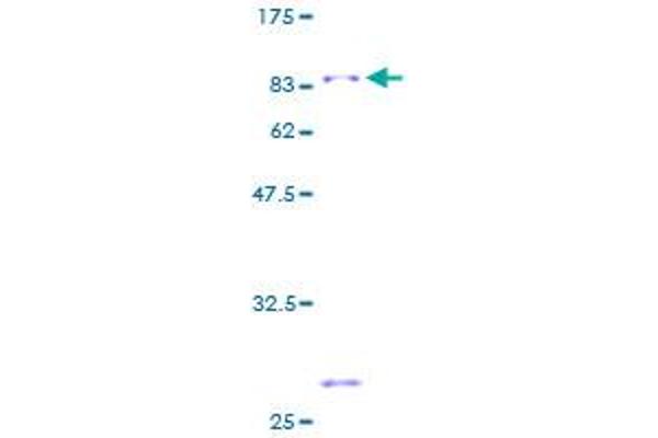 PTBP2 Protein (AA 1-532) (GST tag)