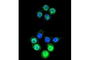 Confocal immunofluorescent analysis of AKR1B1 Antibody (C-term) (ABIN389205 and ABIN2839363) with 293 cell followed by Alexa Fluor 488-conjugated goat anti-rabbit lgG (green).