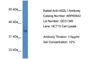 Western Blotting (WB) image for anti-Hydroxysteroid Dehydrogenase Like 1 (HSDL1) (N-Term) antibody (ABIN2788522) (HSDL1 antibody  (N-Term))