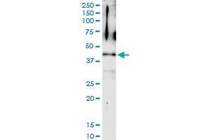 Immunoprecipitation of TWF2 transfected lysate using anti-TWF2 MaxPab rabbit polyclonal antibody and Protein A Magnetic Bead , and immunoblotted with TWF2 purified MaxPab mouse polyclonal antibody (B01P) . (TWF2 antibody  (AA 1-349))