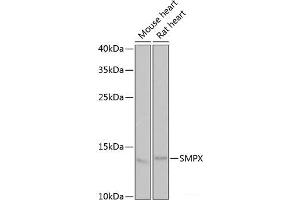 Western blot analysis of extracts of various cell lines using SMPX Polyclonal Antibody at dilution of 1:1000. (SMPX antibody)
