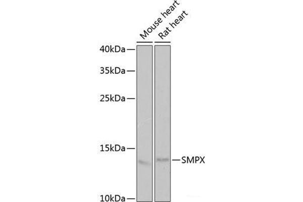 SMPX Antikörper