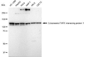 anti-Cytoplasmic FMR1 Interacting Protein 1 (CYFIP1) antibody