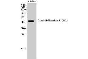 Western Blotting (WB) image for anti-Coagulation Factor II (thrombin) Receptor (F2R) (cleaved), (Ser42) antibody (ABIN3180424) (PAR1 antibody  (cleaved, Ser42))