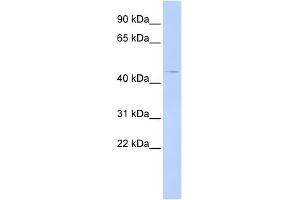 WB Suggested Anti-HTR4 Antibody Titration:  0.