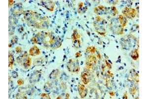 Immunohistochemistry of paraffin-embedded human salivary gland tissue using ABIN7143845 at dilution of 1:100 (AMY1A antibody  (AA 16-200))
