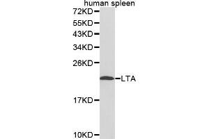Western Blotting (WB) image for anti-Lymphotoxin-alpha (LTA) (AA 40-205) antibody (ABIN3022128) (LTA antibody  (AA 40-205))