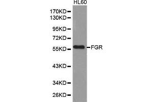 Western blot analysis of extracts of HL60 cell lines, using FGR antibody. (Fgr antibody  (AA 1-100))