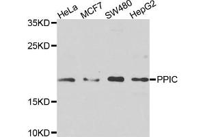 Western blot analysis of extracts of various cells, using PPIC antibody. (PPIC antibody)