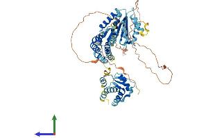 AlphaFold protein structure predicition of Mouse Recombinant Cdc6 Protein, UniprotID O89033 (CDC6 Protein (AA 1-562) (His tag))
