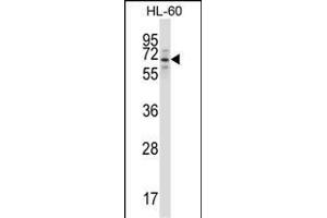 TRIM23 Antibody (N-term) (ABIN657564 and ABIN2846571) western blot analysis in HL-60 cell line lysates (35 μg/lane). (TRIM23 antibody  (N-Term))