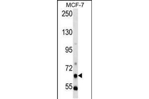 Western blot analysis in MCF-7 cell line lysates (35ug/lane). (PCK1 antibody  (N-Term))