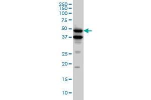 BMP7 monoclonal antibody (M01), clone M1-F8. (BMP7 antibody  (AA 1-431))