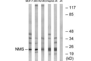 Western blot analysis of extracts from MCF-7 cells, 293 cells, HUVEC cells, HepG2 cells and Jurkat cells, using NMS antibody.