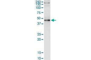 Immunoprecipitation of PNMA2 transfected lysate using anti-PNMA2 monoclonal antibody and Protein A Magnetic Bead , and immunoblotted with PNMA2 monoclonal antibody. (PNMA2 antibody  (AA 1-364))