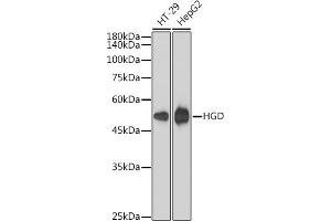 Western blot analysis of extracts of various cell lines, using HGD antibody (ABIN1680529, ABIN7101432, ABIN7101433 and ABIN7101434) at 1:1000 dilution. (HGD antibody)