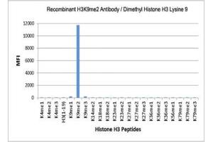 The recombinant H3K9me2 antibody specifically reacts to Histone H3 dimethylated at Lysine 9 (K9me2). (Recombinant Histone 3 antibody  (2meLys9))