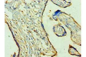 Immunohistochemistry of paraffin-embedded human placenta tissue using ABIN7166926 at dilution of 1:100 (TP53I3 antibody  (AA 163-332))