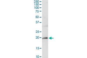 Western Blotting (WB) image for anti-CD247 Molecule (CD247) (AA 1-164) antibody (ABIN514136)