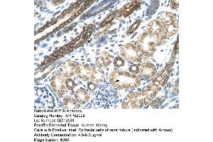 Rabbit Anti-KRT8 Antibody  Paraffin Embedded Tissue: Human Kidney Cellular Data: Epithelial cells of renal tubule Antibody Concentration: 4. (KRT8 antibody  (N-Term))