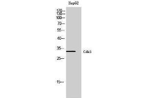 Western Blotting (WB) image for anti-Cyclin-Dependent Kinase 5 (CDK5) (Ser23) antibody (ABIN3179946) (CDK5 antibody  (Ser23))