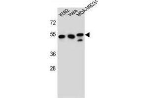 TUBB6 Antibody (Center) western blot analysis in K562,Hela,MDA-MB231 cell line lysates (35 µg/lane). (TUBb6 antibody  (Middle Region))