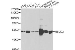 Western blot analysis of extracts of various cell lines, using GLUD2 antibody (ABIN2562844) at 1:1000 dilution. (GLUD2 antibody)