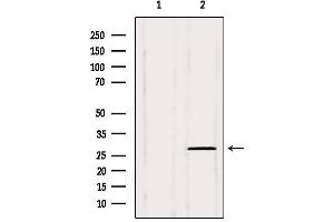 Western blot analysis of extracts from 3t3, using PHF19 Antibody. (PHF19 antibody  (Internal Region))