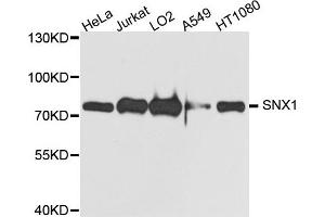 Western blot analysis of extract of various cells, using SNX1 antibody. (Sorting Nexin 1 antibody)