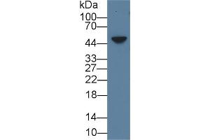 Detection of AREG in Mouse Skin lysate using Polyclonal Antibody to Amphiregulin (AREG) (Amphiregulin antibody  (AA 94-191))