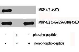 Western Blot analysis of Hela cells using MKP-1/2 Polyclonal Antibody (MKP-1/2 antibody)