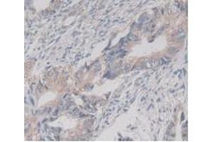 Figure. (TMEM27 antibody  (AA 17-137))