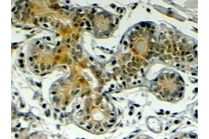 ABIN185513 (4µg/ml) staining of paraffin embedded Human Breast. (Klotho antibody  (Internal Region))