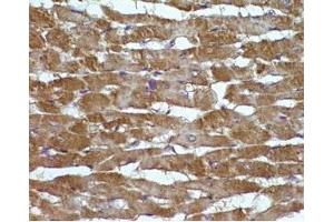 Rat hearttissue was stained by Angiotensin II (1-7) (Human) at 1:100 (AGT antibody  (AA 1-7))