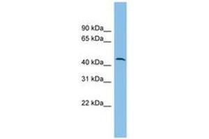 DPH1 anticorps  (AA 35-84)