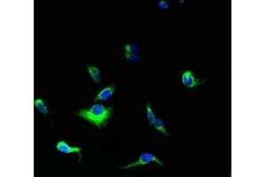 Immunofluorescent analysis of HepG2 cells using ABIN7166346 at dilution of 1:100 and Alexa Fluor 488-congugated AffiniPure Goat Anti-Rabbit IgG(H+L) (YIPF5 antibody  (AA 1-124))