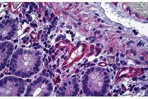 Anti-PPP3CA / Calcineurin A antibody IHC of human small intestine. (PPP3CA antibody  (AA 21-51))
