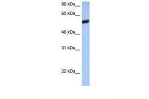 Image no. 1 for anti-HLA Class I alpha F (HLAF) (AA 110-159) antibody (ABIN6738557) (HLA-F antibody  (AA 110-159))