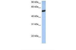 Image no. 1 for anti-HLA Class I alpha F (HLAF) (AA 110-159) antibody (ABIN6738557)