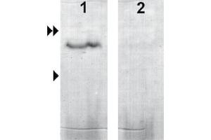 Western Blot analysis of ABIN870783 specificity. (GUCA2B antibody)