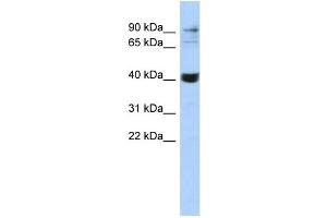 WB Suggested Anti-MMP3 Antibody Titration:  0. (MMP3 antibody  (Middle Region))