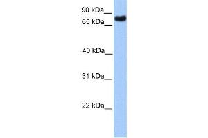 Western Blotting (WB) image for anti-Transducin-Like Enhancer Protein 2 (TLE2) antibody (ABIN2457945) (TLE2 antibody)