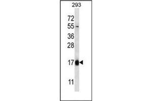 Western blot analysis of HBQ1 Antibody (N-term) in 293 cell line lysates (35ug/lane). (HBQ1 antibody  (N-Term))
