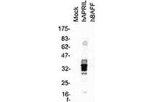 Western blot of total cell extracts from HEK 293 cells transfected with the indicated expression vector. (TNFSF13 antibody  (AA 93-233))