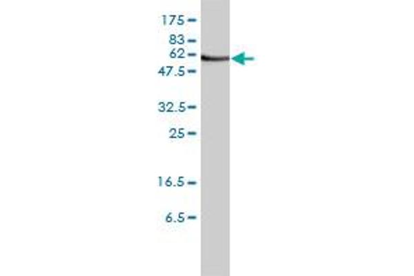 ORC2 antibody  (AA 1-577)