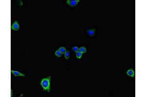 Immunofluorescent analysis of HepG2 cells using ABIN7150877 at dilution of 1:100 and Alexa Fluor 488-congugated AffiniPure Goat Anti-Rabbit IgG(H+L) (DNAH7 antibody  (AA 730-903))