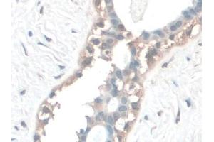 Immunohistochemistry (IHC) image for anti-Coenzyme Q6, Monooxygenase (COQ6) (AA 1-468) antibody (ABIN7444298)